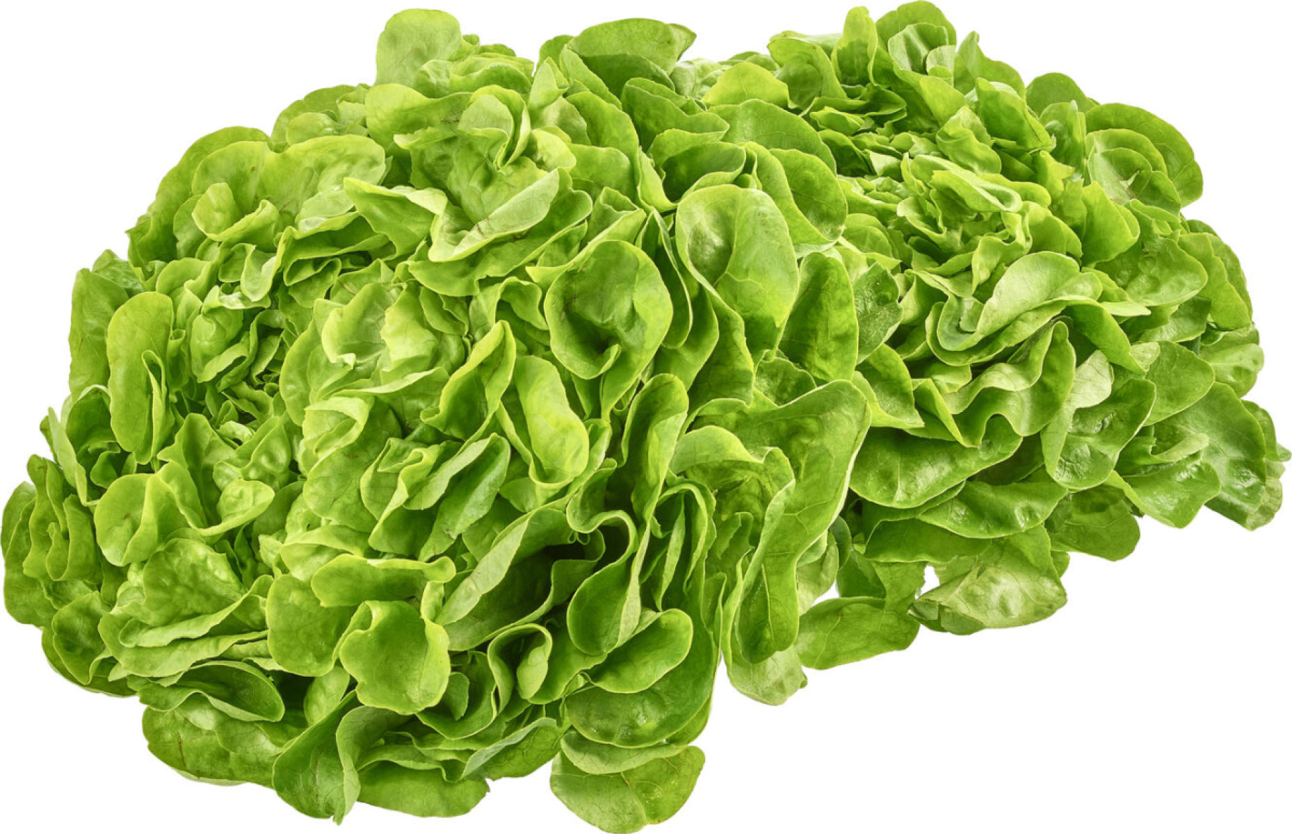 Salat Eichblatt