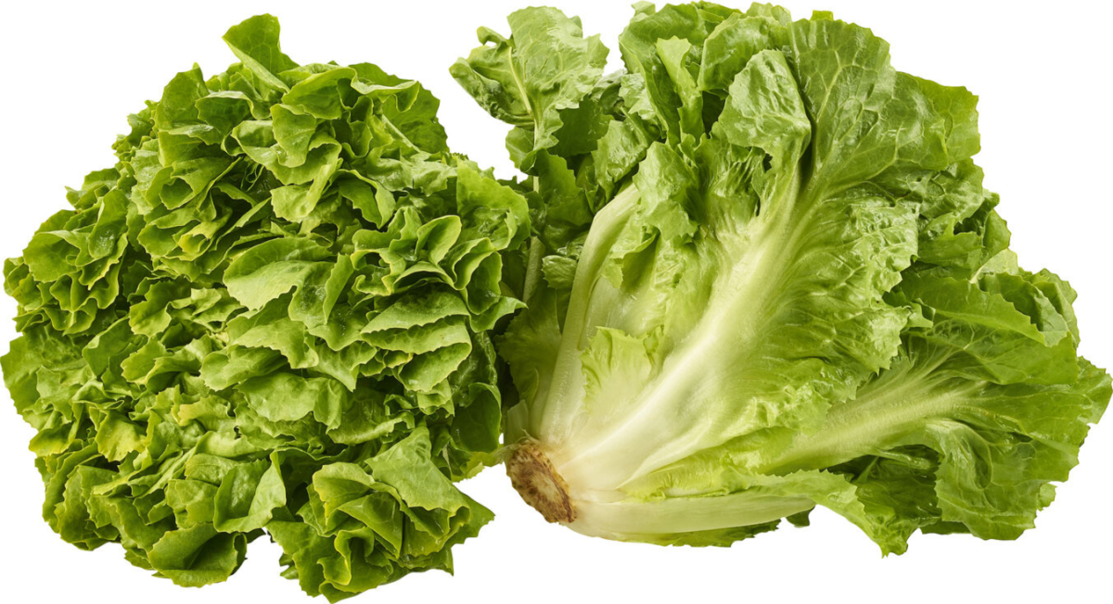 Salat Endivien