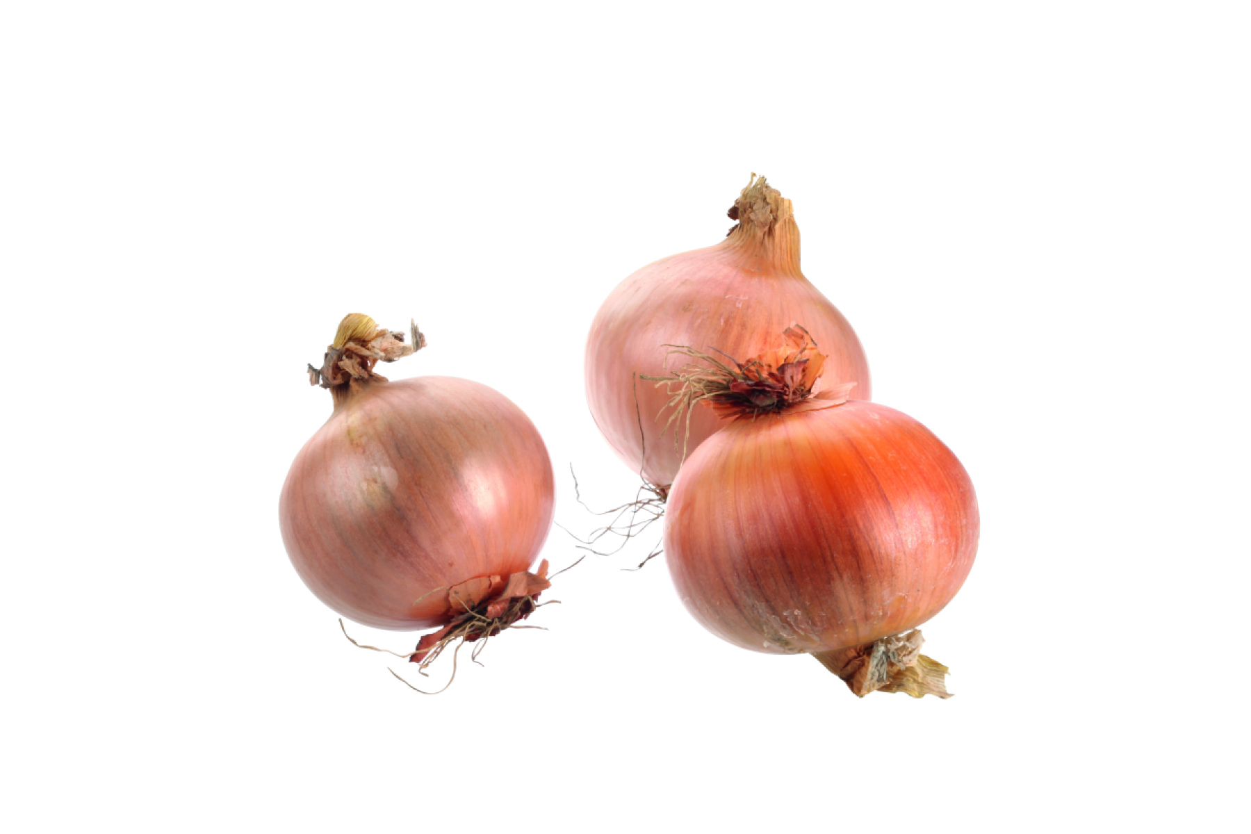 Zwiebel Gemüsezwiebel