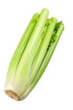 Stangensellerie