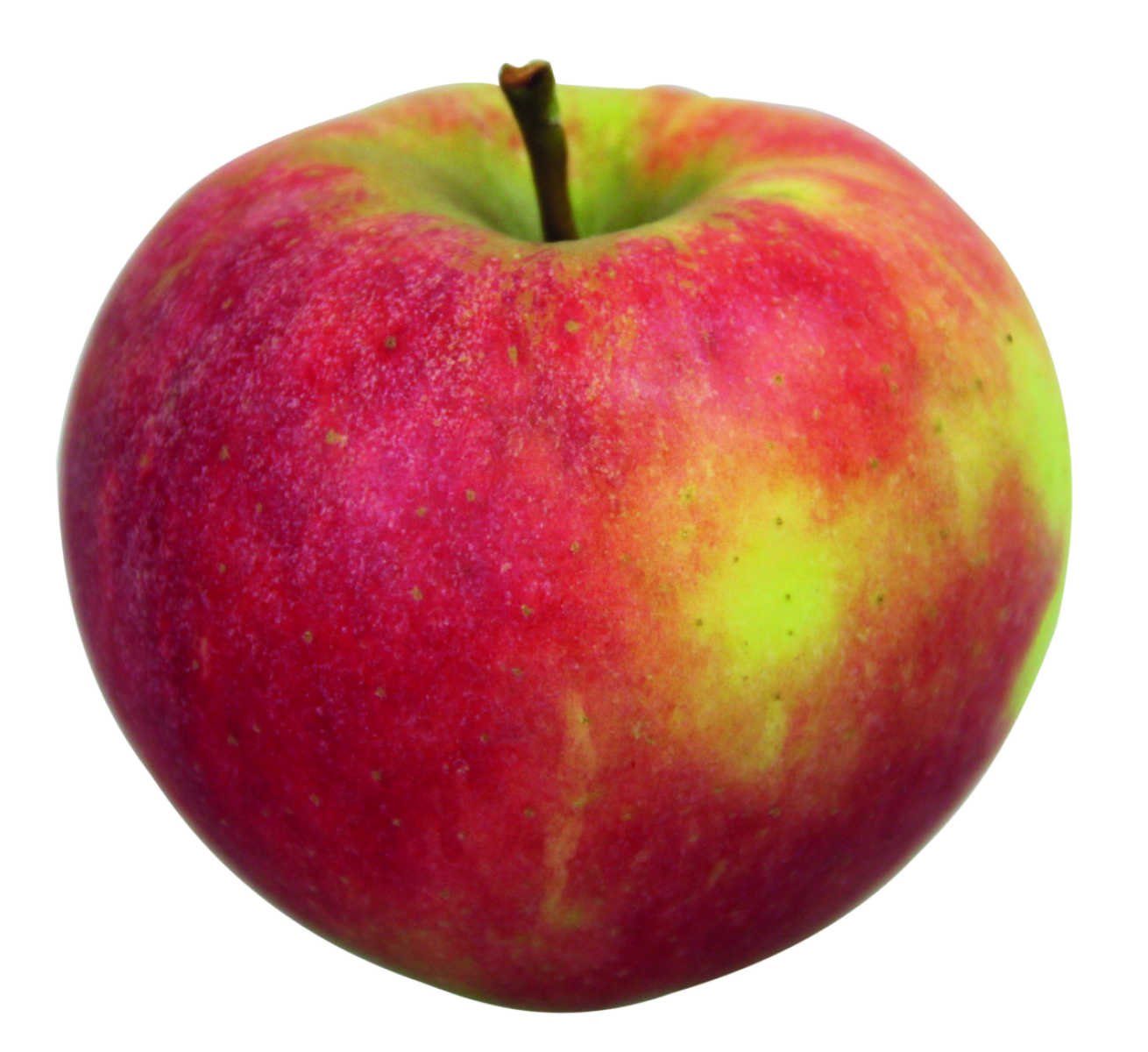 Äpfel Elstar