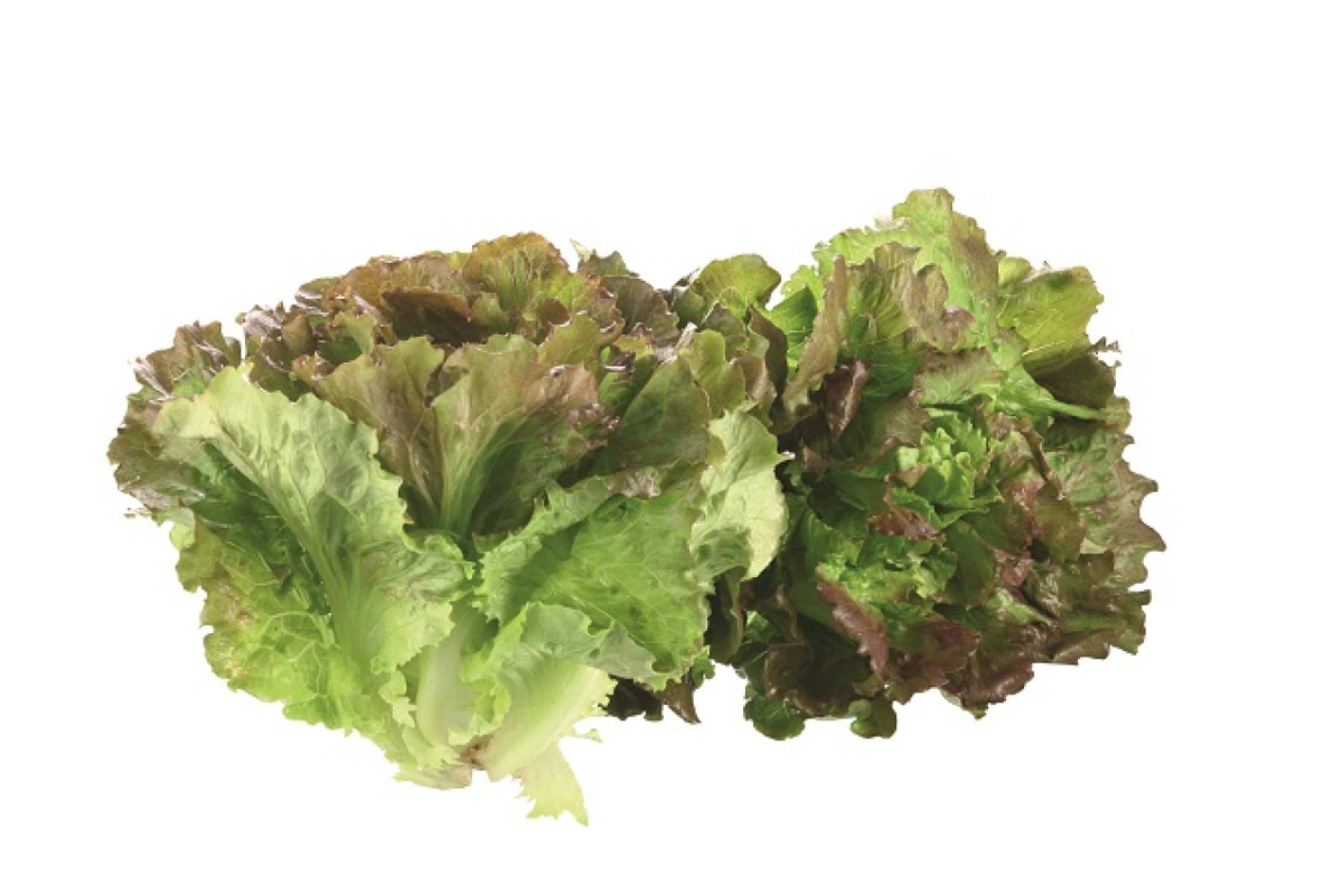 Salat Batavia